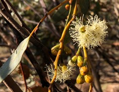 Eucalyptus percostata