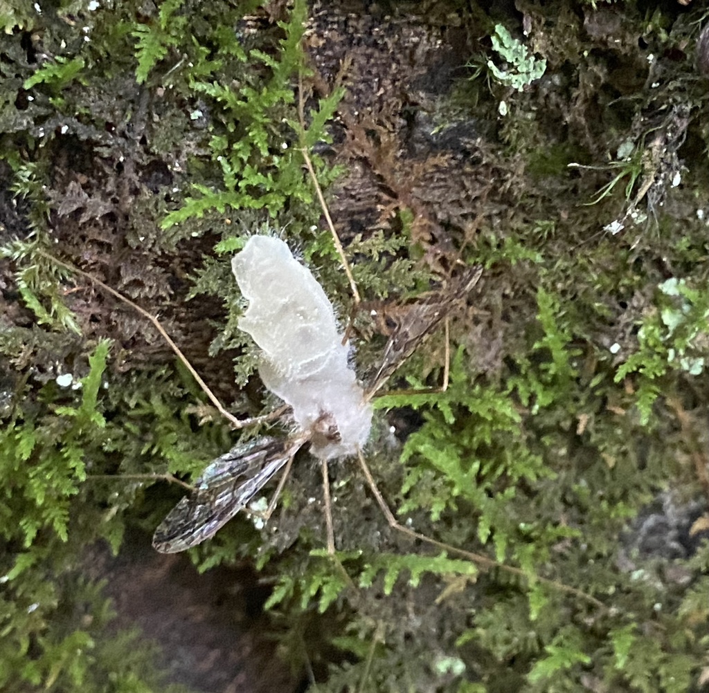 Rolandia caroliniana