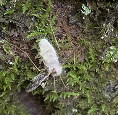 Eryniopsis caroliniana