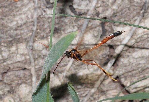 Therion circumflexum nuotrauka
