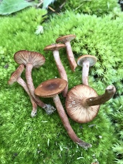 Lactarius fragilis