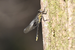 Hylogomphus geminatus