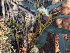 Eucalyptus percostata