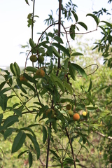 Landolphia heudelotii