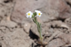 Cryptantha utahensis
