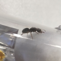 Lasius aphidicola