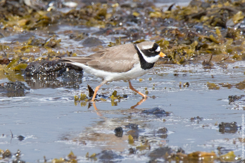 Chorlitejo grande (Charadrius hiaticula)