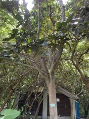 Palaquium
