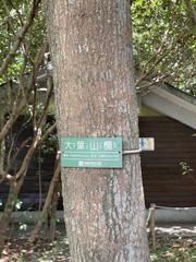 Palaquium