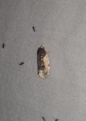 Henricus edwardsiana