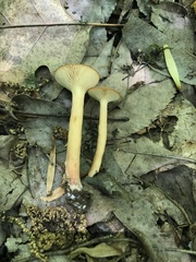 Lactarius fragilis