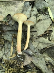 Lactarius fragilis