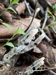 Xylaria cornu-damae