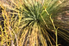 Acacia continua