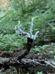 Xylaria cornu-damae