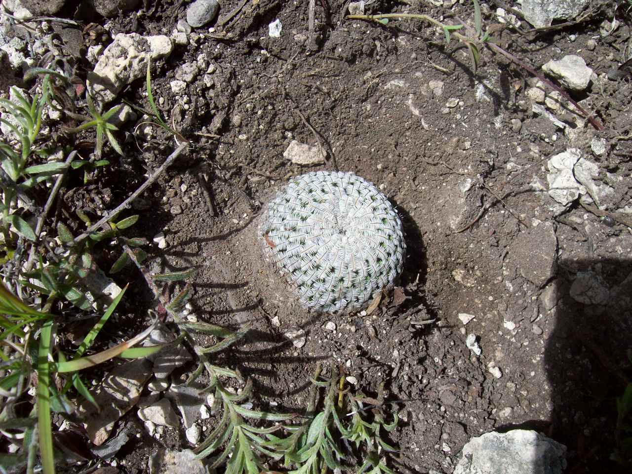 Mammillaria pectinifera  iNaturalist
