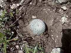 Mammillaria pectinifera