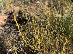 Acacia continua