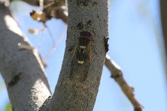 Diceroprocta cinctifera