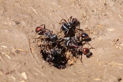 Pogonomyrmex rugosus