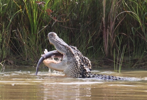 American Alligator photographed in Mississippi