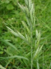 Bromus hordeaceus