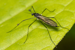 Gnophomyia