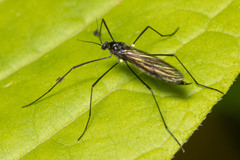 Gnophomyia