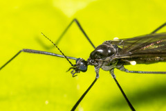 Gnophomyia