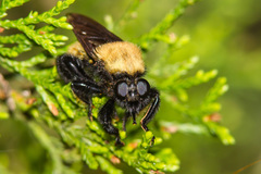 Laphria macquarti