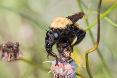 Laphria macquarti