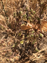 Emmenanthe penduliflora