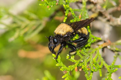 Laphria macquarti