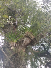 Tillandsia heterophylla