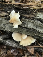 Hohenbuehelia angustata