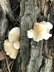 Hohenbuehelia angustata