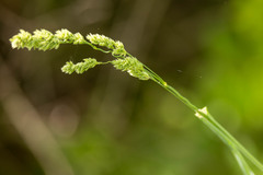 Sphenopholis obtusata