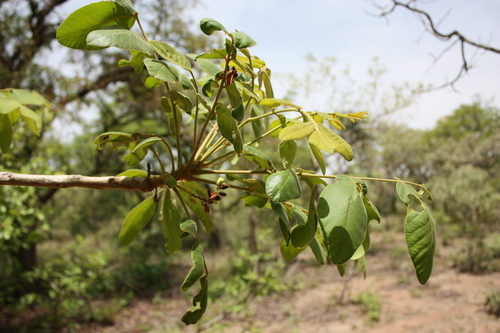 Lannea velutina