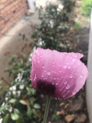 Papaver somniferum