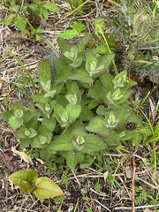 Eupatorium pubescens