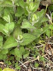 Eupatorium pubescens
