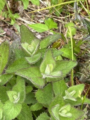 Eupatorium pubescens