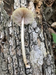 Pluteus leoninus