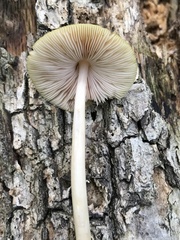Pluteus leoninus