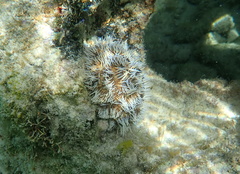Tripneustes ventricosus