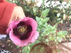 Papaver somniferum