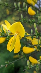 Cytisus scoparius