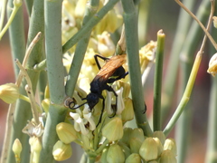 Pepsis pallidolimbata