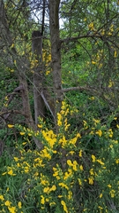 Cytisus scoparius