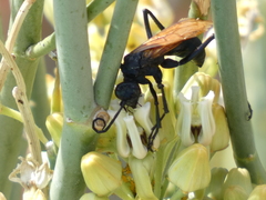 Pepsis pallidolimbata